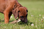 Rhodesian Ridgeback Puppy