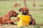 Rhodesian Ridgeback Puppies