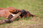 Rhodesian Ridgeback Puppy