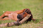 Rhodesian Ridgeback Puppy