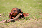 Rhodesian Ridgeback Puppy