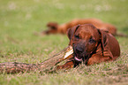 Rhodesian Ridgeback Puppy