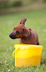 Rhodesian Ridgeback Puppy