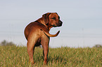 Rhodesian Ridgeback