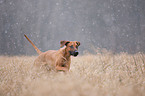 running Rhodesian Ridgeback