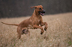 running Rhodesian Ridgeback