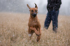 running Rhodesian Ridgeback