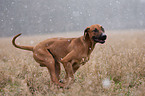 running Rhodesian Ridgeback