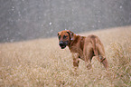 Rhodesian Ridgeback