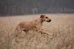 running Rhodesian Ridgeback