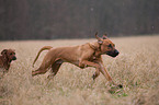 running Rhodesian Ridgebacks