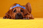 young Rhodesian Ridgeback