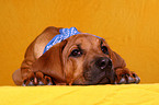 young Rhodesian Ridgeback