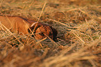 Rhodesian Ridgeback