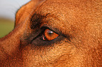 Rhodesian Ridgeback eye