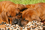 Rhodesian Ridgeback Puppies