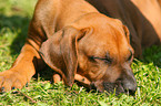 Rhodesian Ridgeback Puppy