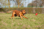 playing Rhodesian Ridgeback