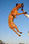 jumping Rhodesian Ridgeback