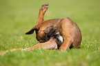 Rhodesian Ridgeback Puppy