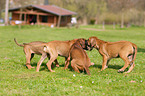 Rhodesian Ridgeback Puppies