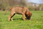 Rhodesian Ridgeback Puppy