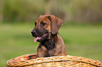 Rhodesian Ridgeback Puppy