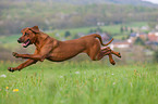 running Rhodesian Ridgeback