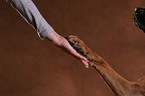 Rhodesian Ridgeback gives paw