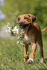 Rhodesian Ridgeback Puppy