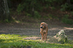 Rhodesian Ridgeback Puppy