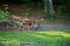 Rhodesian Ridgeback Puppy