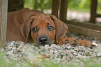 Rhodesian Ridgeback Puppy