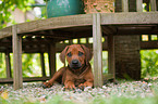 Rhodesian Ridgeback Puppy