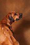 Rhodesian Ridgeback