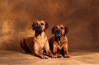 Rhodesian Ridgebacks