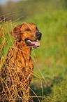 Rhodesian Ridgeback Portrait