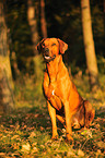 Rhodesian Ridgeback