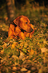 Rhodesian Ridgeback