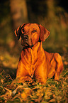 Rhodesian Ridgeback