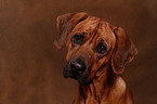 Rhodesian Ridgeback Portrait