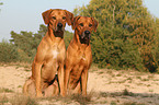 Rhodesian Ridgebacks