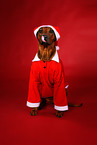 Rhodesian Ridgeback at christmas