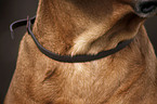 flea collar