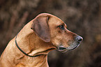 Ridgeback with flea collar