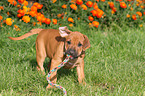 Rhodesian Ridgeback Puppy