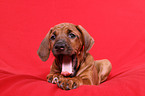 Rhodesian Ridgeback puppy