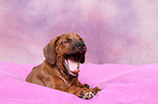 Rhodesian Ridgeback puppy