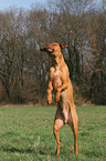 jumping Rhodesian Ridgeback