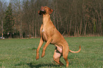 jumping Rhodesian Ridgeback